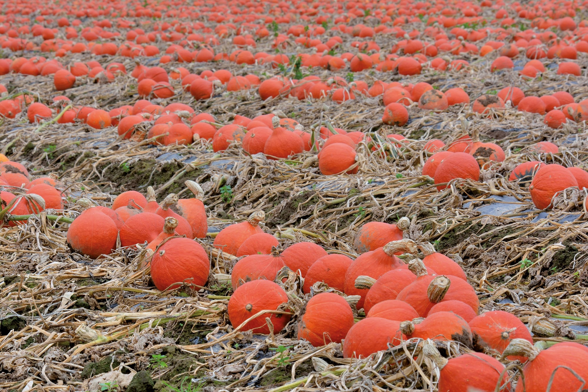 Semis, densité, récolte, conservation : tout savoir sur la culture des courges comestibles