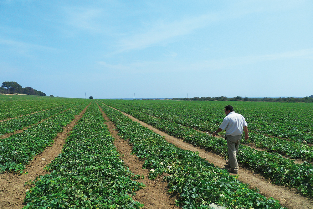 Semis, densité, plants greffés : tout savoir sur la culture des melons