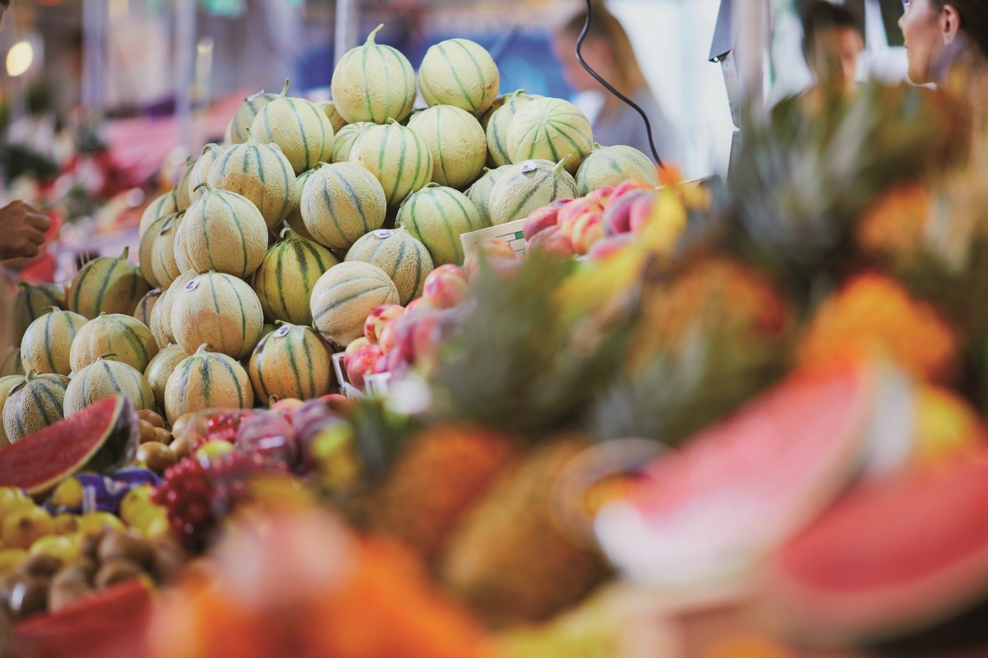 Se diversifier en melons, c’est possible chez VOLTZ Maraîchage !