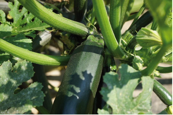 CARAVAGGIO F1 et TIZIANO F1: 2 variétés de courgettes performantes et résistantes