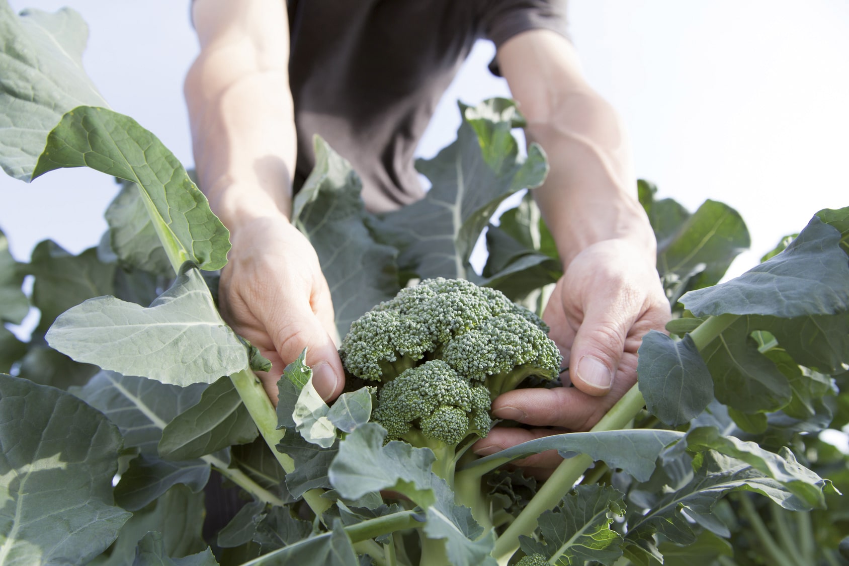 Le brocoli, la fleur qui n’en a pas fini de fleurir