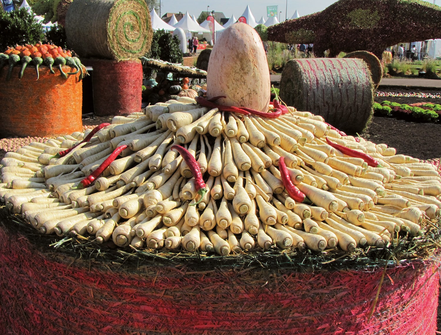 Panais : le retour en force de ce légume (presque) oublié