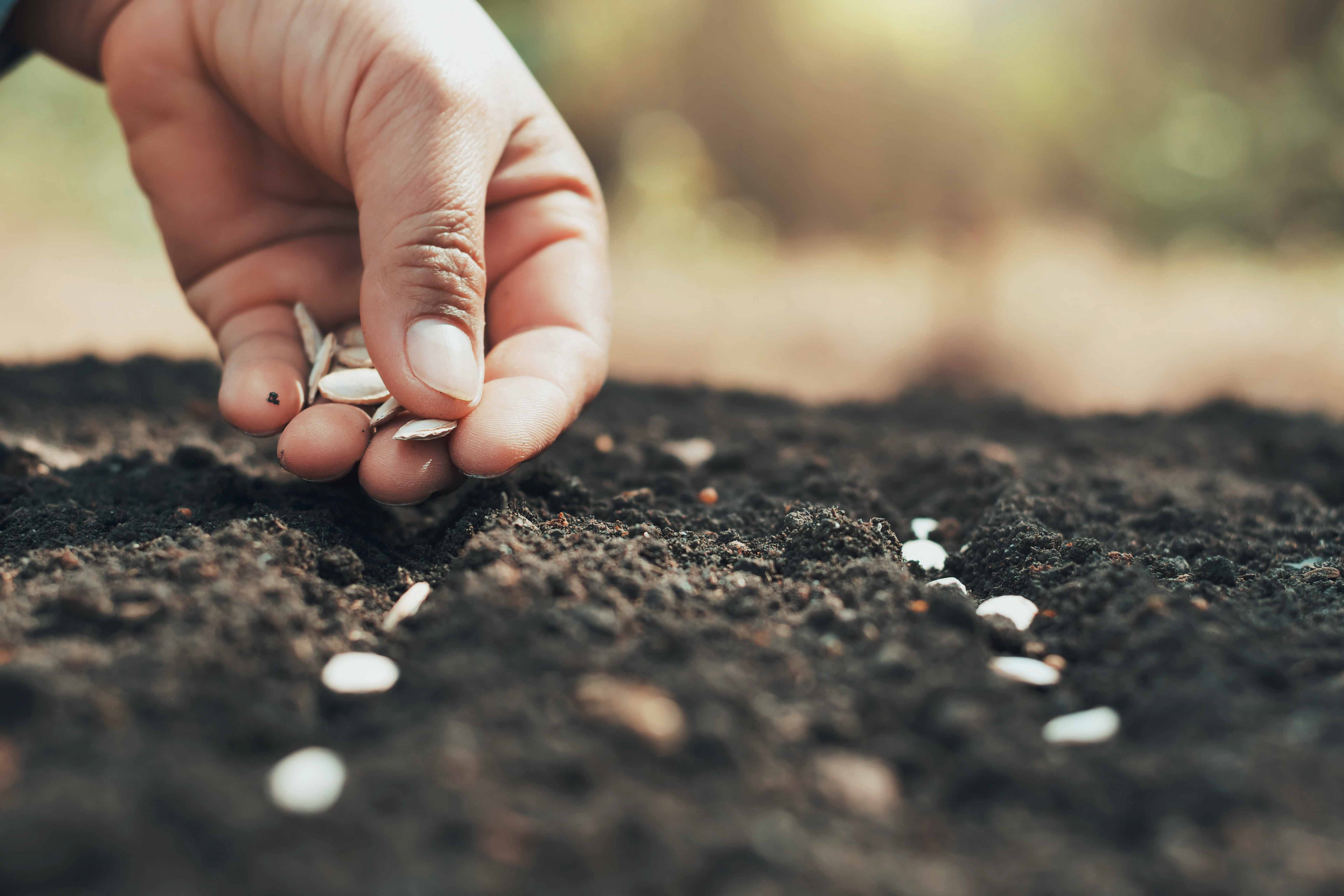 Cycle de vie, climat, maladies : tout savoir sur la culture des espèces phares
