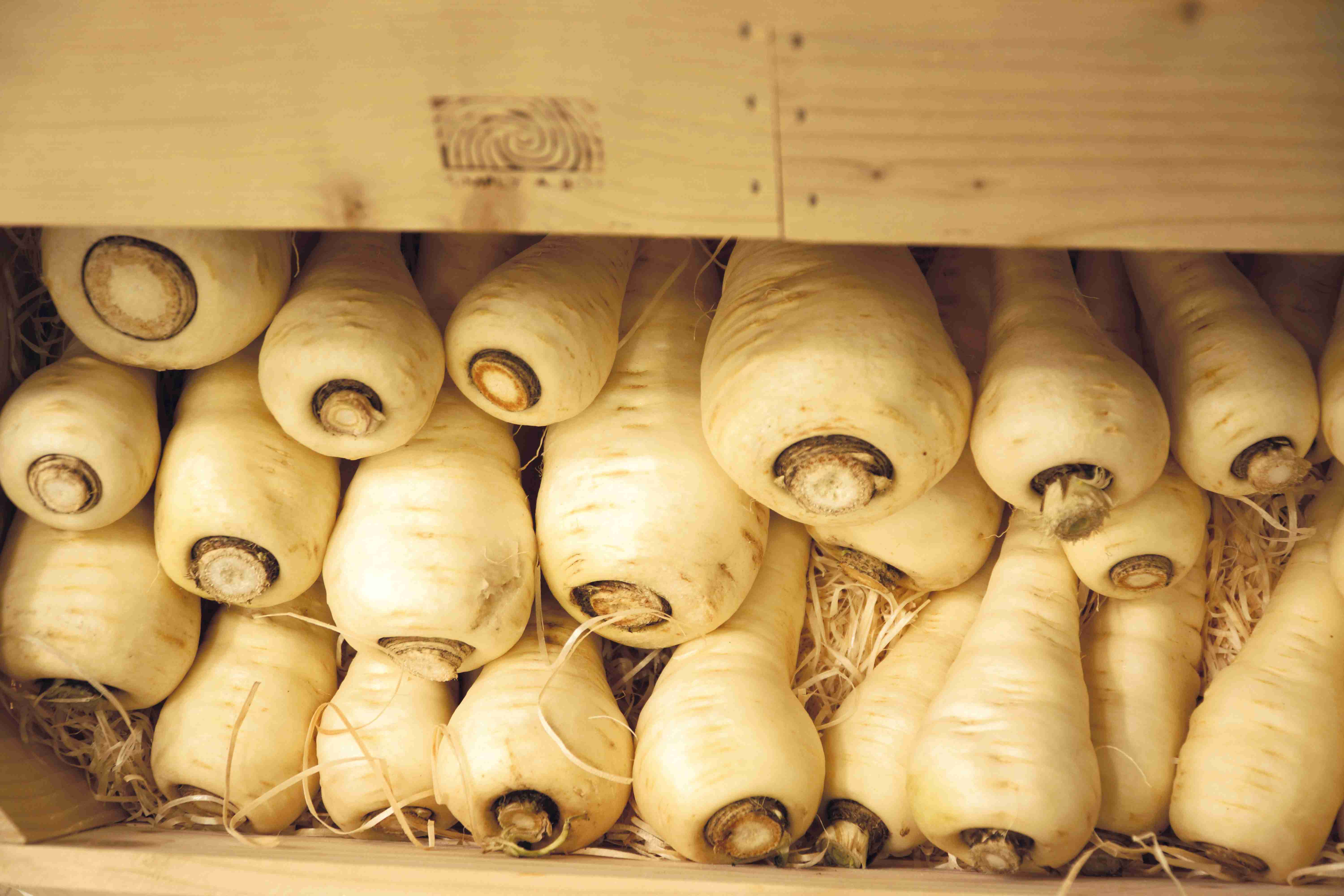 Découvrez toutes nos recettes à base de panais