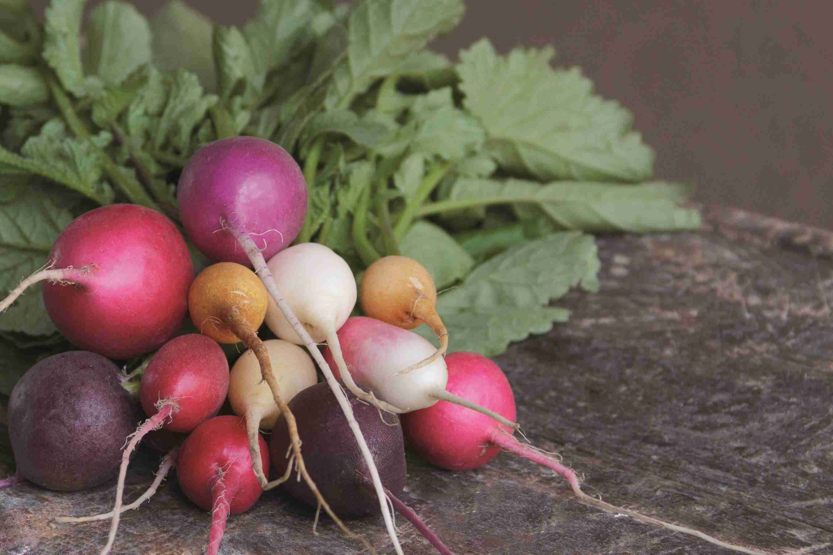 Découvrez toutes nos recettes à base de radis
