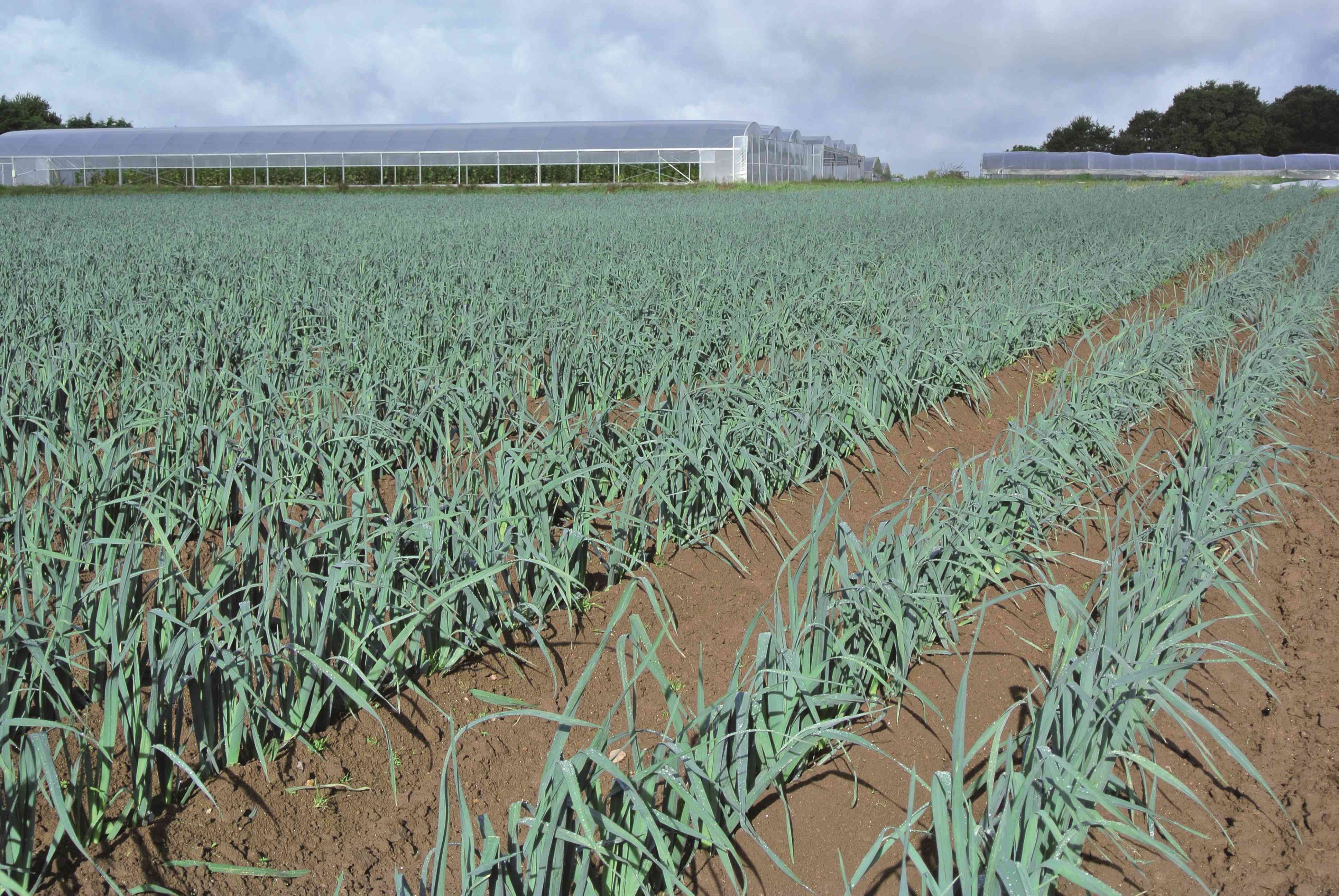 Guide technique : tout savoir sur la plantation des plants de poireaux