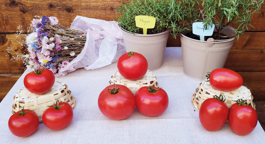 Découvrez toutes nos recettes à base de tomates