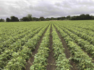 haricots