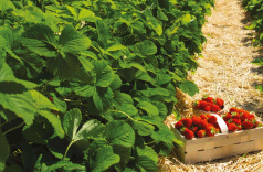 fraises