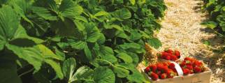 fraises