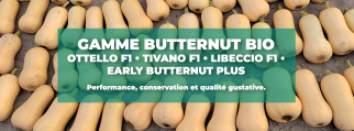 butternut