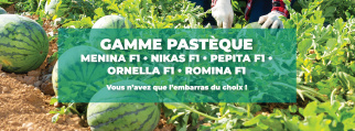 pasteque