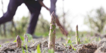 asperges