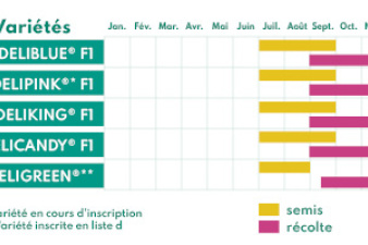 calendrier_radis