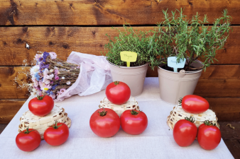 tomates_mildiou_voltz