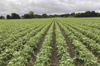 haricots