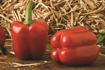 maestral