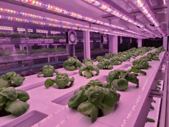 vertical_farming