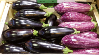 aubergine