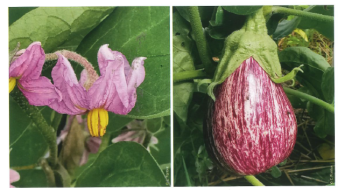 aubergine