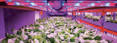 vertical_farming_voltz_maraichage