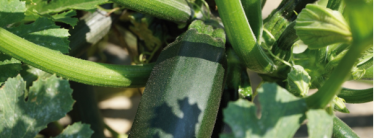 courgettes_voltz_maraichage