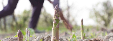 asperges
