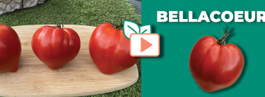 Bellacoeur f1
